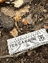  ( - FDS-CA-02056)  @11 [ ] by-nc (2024) Bat Vardeh Fungal Diversity Survey