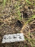  ( - FDS-CA-02042)  @11 [ ] by-nc (2024) Bat Vardeh Fungal Diversity Survey