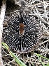  ( - FDS-CA-02042)  @11 [ ] by-nc (2024) Bat Vardeh Fungal Diversity Survey
