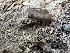  ( - FDS-CA-02040)  @11 [ ] by-nc (2024) Bat Vardeh Fungal Diversity Survey