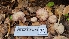  ( - FDS-CA-03453)  @11 [ ] by-nc (2024) Fresno Mycology Society Fungal Diversity Survey