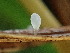  ( - FDS-CA-03221)  @11 [ ] by (2024) Justin Paulin Fungal Diversity Survey