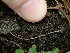  ( - FDS-CA-03221)  @11 [ ] by (2024) Justin Paulin Fungal Diversity Survey