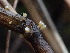  ( - FDS-CA-03222)  @11 [ ] by (2024) Justin Paulin Fungal Diversity Survey