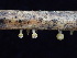  ( - FDS-CA-03222)  @11 [ ] by (2024) Justin Paulin Fungal Diversity Survey