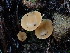  ( - FDS-CA-03228)  @11 [ ] by (2024) Justin Paulin Fungal Diversity Survey