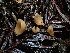  ( - FDS-CA-03228)  @11 [ ] by (2024) Justin Paulin Fungal Diversity Survey