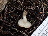  ( - FDS-CA-03234)  @11 [ ] by (2024) Justin Paulin Fungal Diversity Survey
