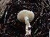  ( - FDS-CA-03234)  @11 [ ] by (2024) Justin Paulin Fungal Diversity Survey
