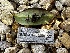  (Ciborinia - FDS-CA-01890)  @11 [ ] by-nc (2024) Aaron Tupac Fungal Diversity Survey