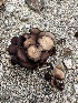  ( - FDS-CA-02039)  @11 [ ] by-nc (2024) Bat Vardeh Fungal Diversity Survey