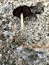  ( - FDS-CA-02039)  @11 [ ] by-nc (2024) Bat Vardeh Fungal Diversity Survey
