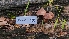  ( - FDS-CA-03455)  @11 [ ] by-nc (2024) Fresno Mycology Society Fungal Diversity Survey