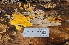  ( - FDS-CA-03460)  @11 [ ] by-nc (2024) Fresno Mycology Society Fungal Diversity Survey