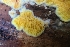  ( - FDS-CA-03460)  @11 [ ] by-nc (2024) Fresno Mycology Society Fungal Diversity Survey