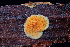  ( - FDS-CA-03460)  @11 [ ] by-nc (2024) Fresno Mycology Society Fungal Diversity Survey