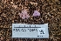  ( - FDS-CA-03463)  @11 [ ] by-nc (2024) Fresno Mycology Society Fungal Diversity Survey