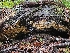  ( - FDS-CA-02155)  @11 [ ] by (2024) Mandy Hackney Fungal Diversity Survey