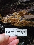  ( - FDS-CA-02155)  @11 [ ] by (2024) Mandy Hackney Fungal Diversity Survey