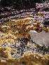  ( - FDS-CA-02155)  @11 [ ] by (2024) Mandy Hackney Fungal Diversity Survey
