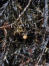 ( - FDS-CA-02156)  @11 [ ] by (2024) Mandy Hackney Fungal Diversity Survey