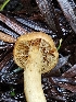  ( - FDS-CA-02156)  @11 [ ] by (2024) Mandy Hackney Fungal Diversity Survey