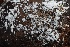  ( - FDS-CA-00909)  @11 [ ] by-nc (2024) Taye Bright Fungal Diversity Survey
