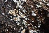 ( - FDS-CA-00909)  @11 [ ] by-nc (2024) Taye Bright Fungal Diversity Survey