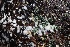  (Trichoderma viridarium - FDS-CA-00909)  @11 [ ] by-nc (2024) Taye Bright Fungal Diversity Survey