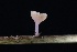  ( - FDS-CA-00910)  @11 [ ] by-nc (2024) Taye Bright Fungal Diversity Survey