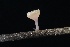  ( - FDS-CA-00910)  @11 [ ] by-nc (2024) Taye Bright Fungal Diversity Survey
