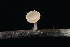  ( - FDS-CA-00910)  @11 [ ] by-nc (2024) Taye Bright Fungal Diversity Survey