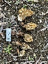  ( - FDS-CA-01859)  @11 [ ] by-nc (2024) Aaron Tupac Fungal Diversity Survey