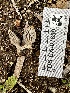  ( - FDS-CA-01859)  @11 [ ] by-nc (2024) Aaron Tupac Fungal Diversity Survey
