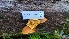  ( - FDS-CA-03468)  @11 [ ] by-nc (2024) Fresno Mycology Society Fungal Diversity Survey