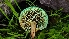  ( - FDS-CA-03468)  @11 [ ] by-nc (2024) Fresno Mycology Society Fungal Diversity Survey