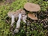  ( - FDS-CA-02252)  @11 [ ] by (2024) Mandy Hackney Fungal Diversity Survey