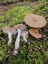  ( - FDS-CA-02252)  @11 [ ] by (2024) Mandy Hackney Fungal Diversity Survey