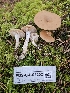  ( - FDS-CA-02252)  @11 [ ] by (2024) Mandy Hackney Fungal Diversity Survey