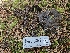  ( - FDS-CA-02298)  @11 [ ] by (2024) Mandy Hackney Fungal Diversity Survey