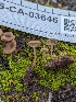  ( - FDS-CA-03646)  @11 [ ] by-nc (2024) Stu Pickell Fungal Diversity Survey