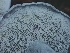  ( - HAY-F-007459)  @11 [ ] by (2023) Mandy Hackney Fungal Diversity Survey