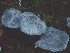  ( - HAY-F-007459)  @11 [ ] by (2023) Mandy Hackney Fungal Diversity Survey