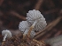  ( - HAY-F-006193)  @11 [ ] by (2023) Mandy Hackney Fungal Diversity Survey