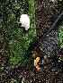  ( - FDS-CA-03253)  @11 [ ] by (2024) Justin Paulin Fungal Diversity Survey