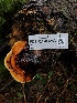  ( - FDS-CA-03253)  @11 [ ] by (2024) Justin Paulin Fungal Diversity Survey