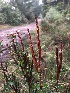  (Calyptospora - FDS-CA-03254)  @11 [ ] by (2024) Justin Paulin Fungal Diversity Survey
