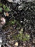  ( - FDS-CA-03255)  @11 [ ] by (2024) Justin Paulin Fungal Diversity Survey