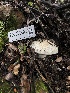  ( - FDS-CA-03255)  @11 [ ] by (2024) Justin Paulin Fungal Diversity Survey