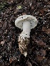  ( - FDS-CA-03255)  @11 [ ] by (2024) Justin Paulin Fungal Diversity Survey